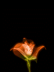 عاشقان مادر 